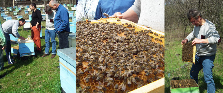 Lucrari apicole—principii de management al stupului
