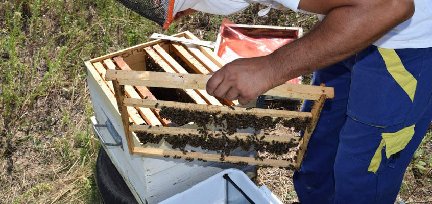 Cresterea si Selectia Matcilor: o abordare realista si bazata pe intelegerea albinei